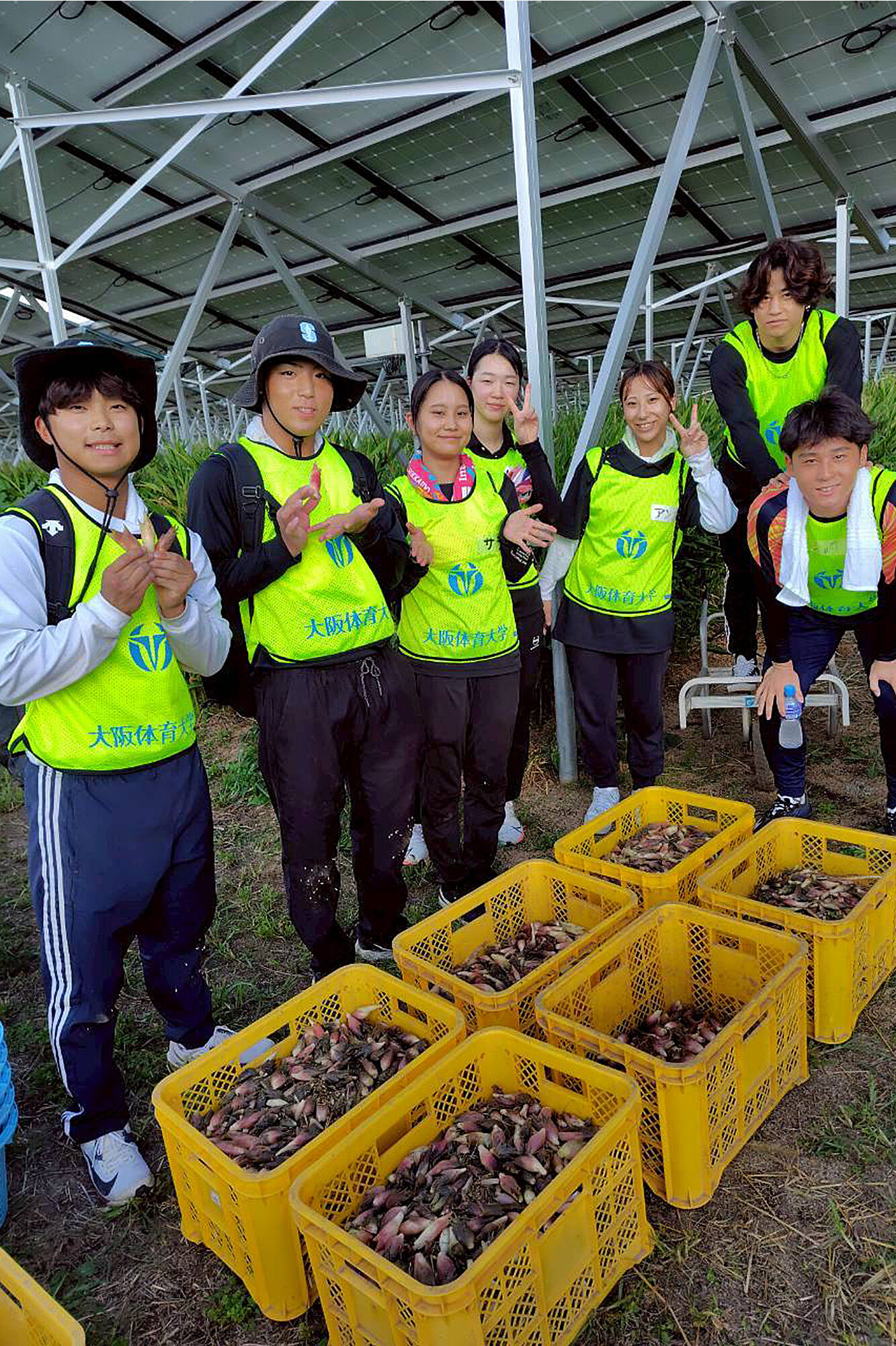 太陽光パネル下のみょうがを収穫
