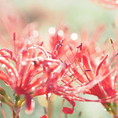 デュエット【岡崎均】