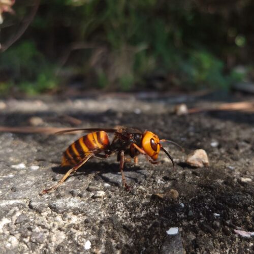 オオスズメバチ【萩原雅】