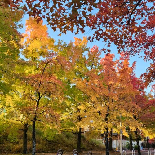 三色彩道【木谷法子】