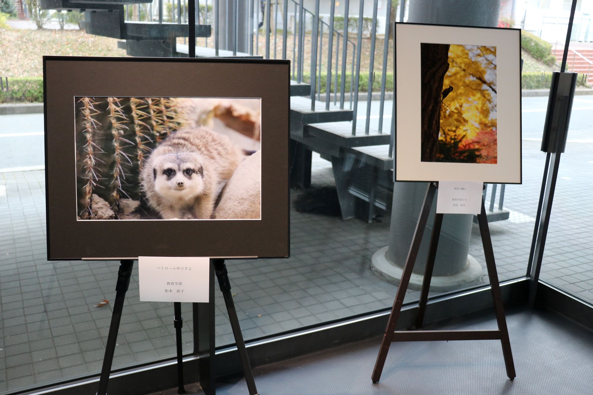 ほっと癒されるかわいい動物たち