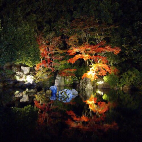 夜の紅葉【学長室　木谷法子】