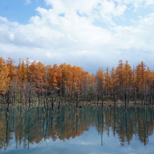 青い池【花田美空】