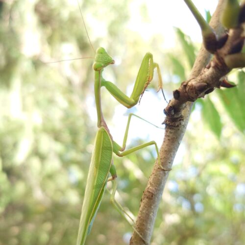ムネアカハラビロカマキリ【教育学部2年　萩原雅】