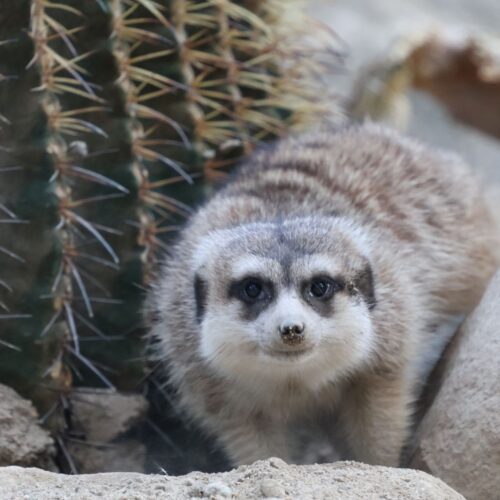 パトロール中ですよ【松本直子】