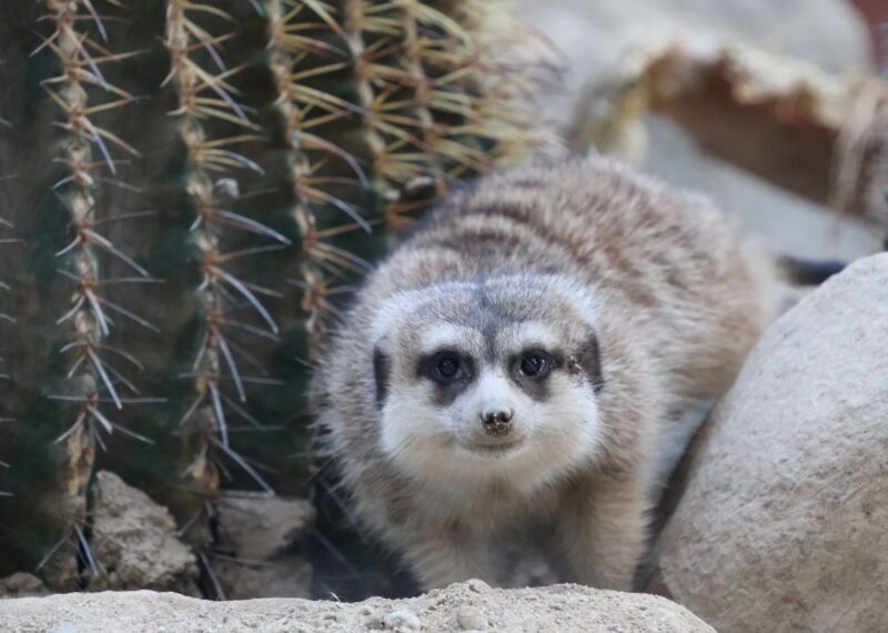 パトロール中ですよ【松本直子】