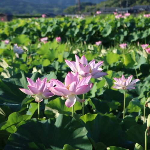 蓮【教育学部2年　小倉将輝】