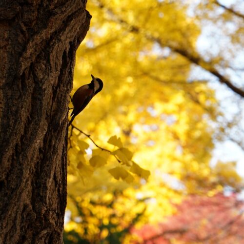 秋色の瞬き【花田美空】